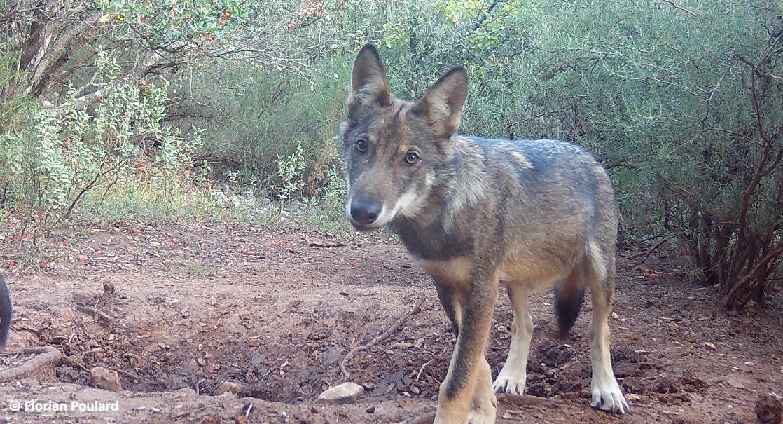 Loup gris pris à l'appareil photographique automatique sur le site de l'étude © Florian Poulard