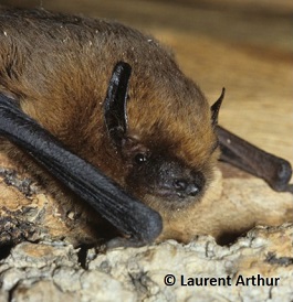 Pipistrelle commune