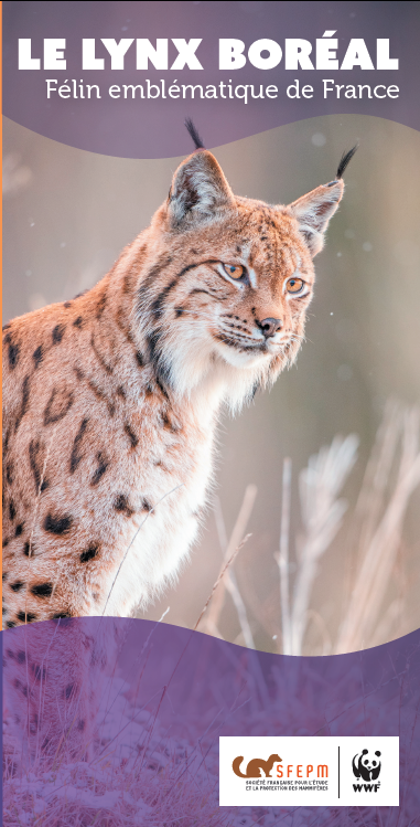 Trois bonnes raisons de préserver le lynx dans les Vosges