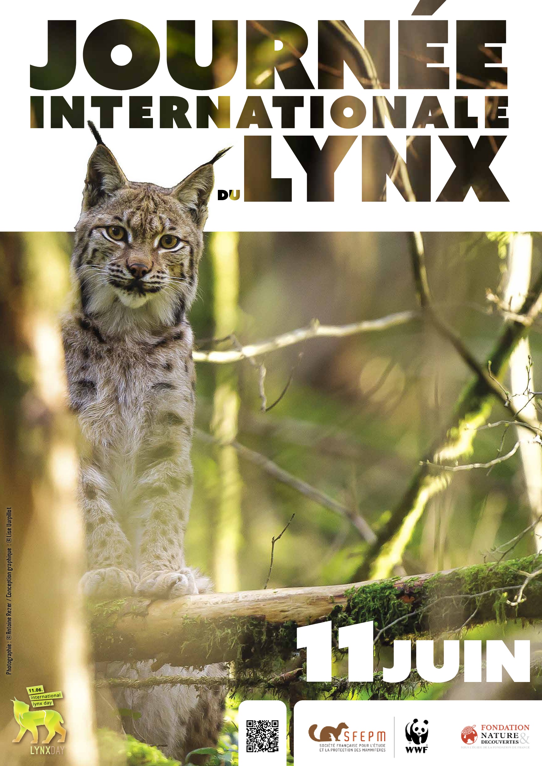 affiche Journée Internationale du Lynx