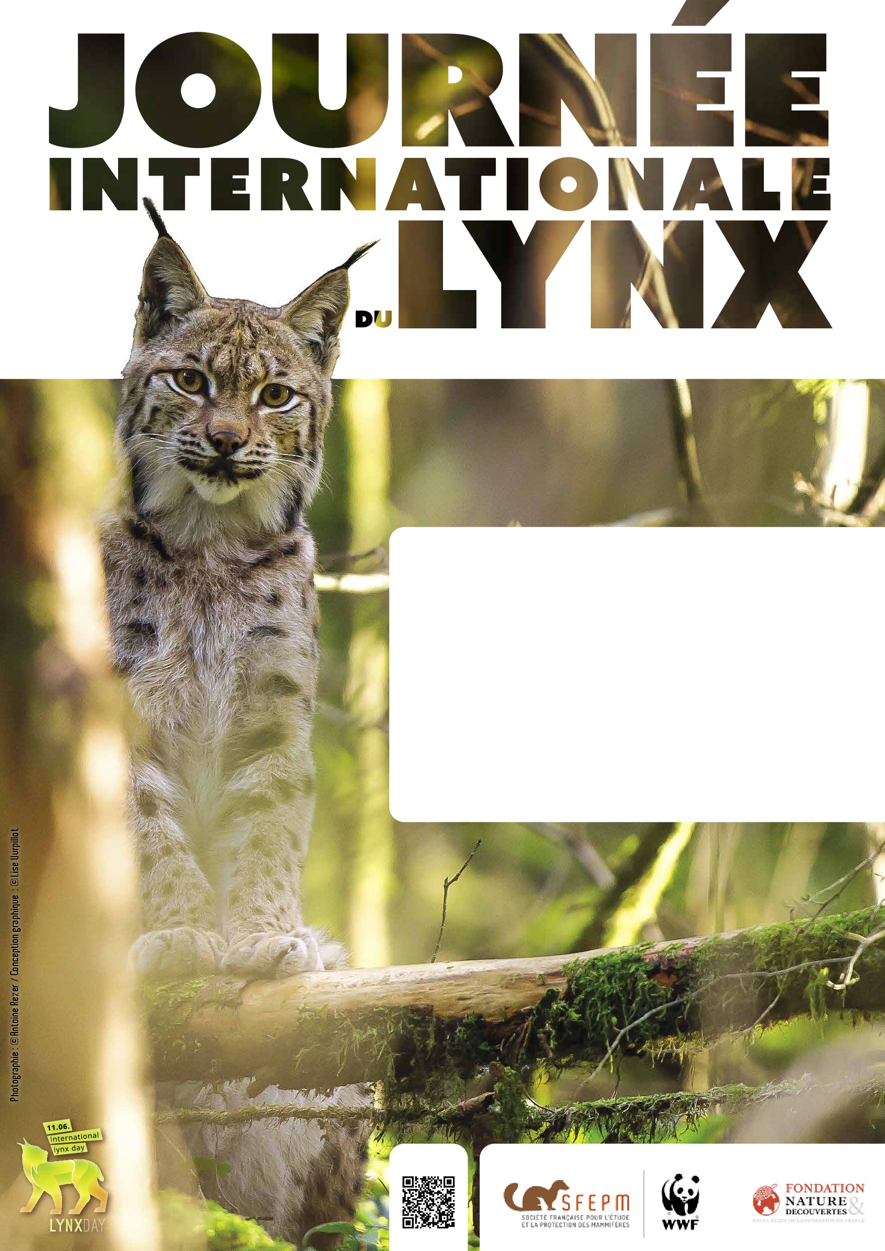 affiche Journée Internationale du Lynx