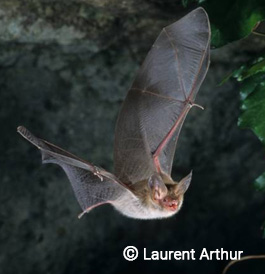 3 raisons d'aimer les chauves-souris, by ONU Développement