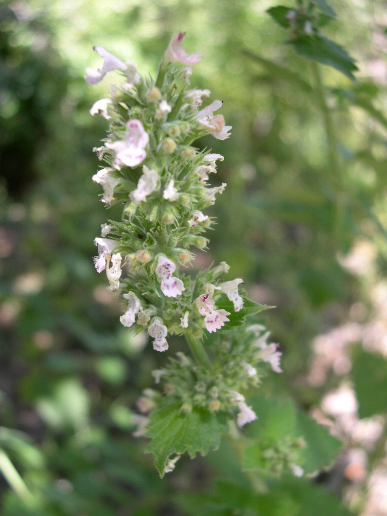 Nepeta caria ©Thayne Tuason (Wikimedia Commons CC)