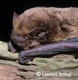 Noctule de Leisler