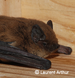 Pipistrelle de Kuhl