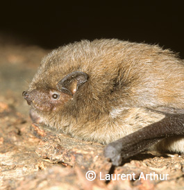 Pipistrelle de Nathusius