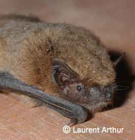 Pipistrelle pygmée