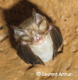 Rhinolophe euryale