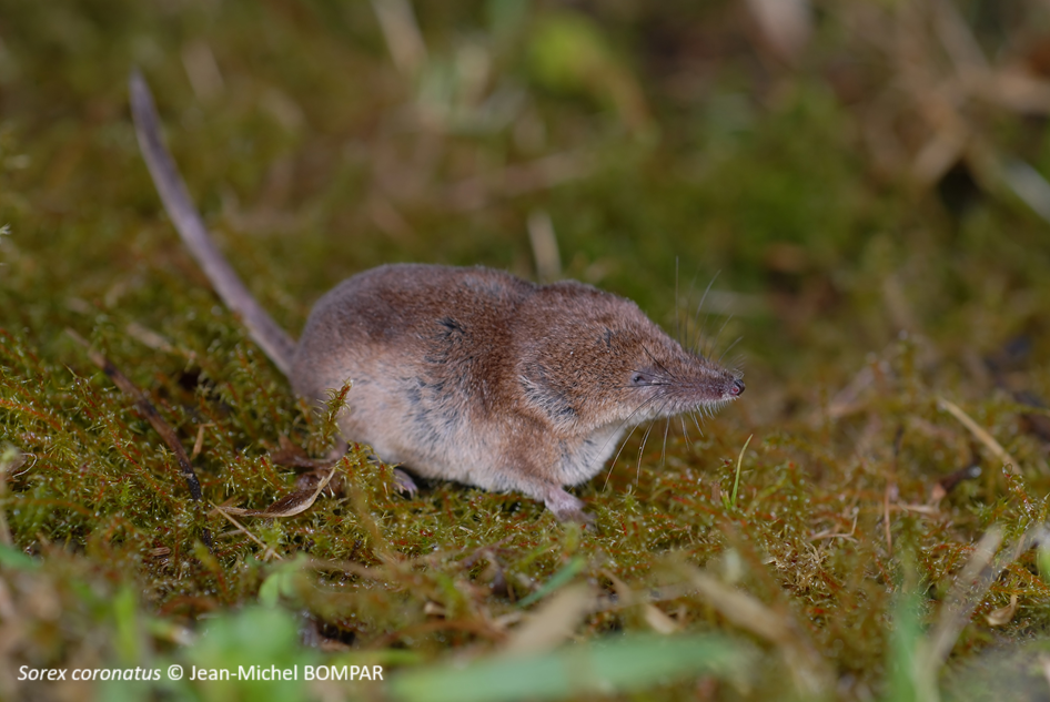 Sorex coronatus © Jean-Michel BOMPAR