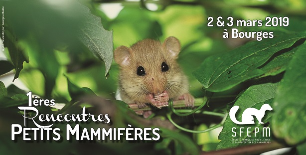 Visuel RencontresPetitsMams2019web.jpg 