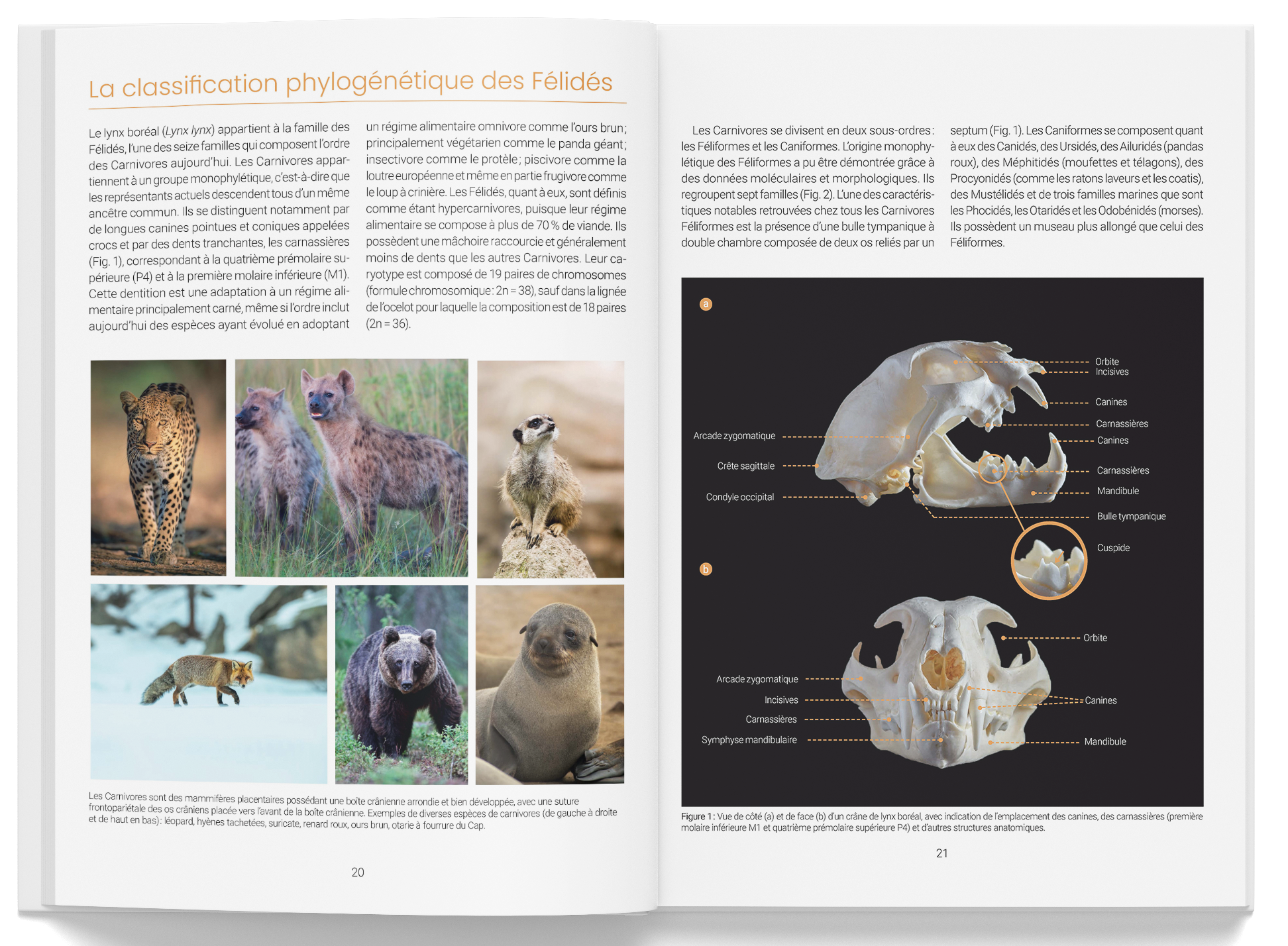 lynxboreal_biotope_int1