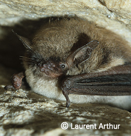 Myotis mystacinus