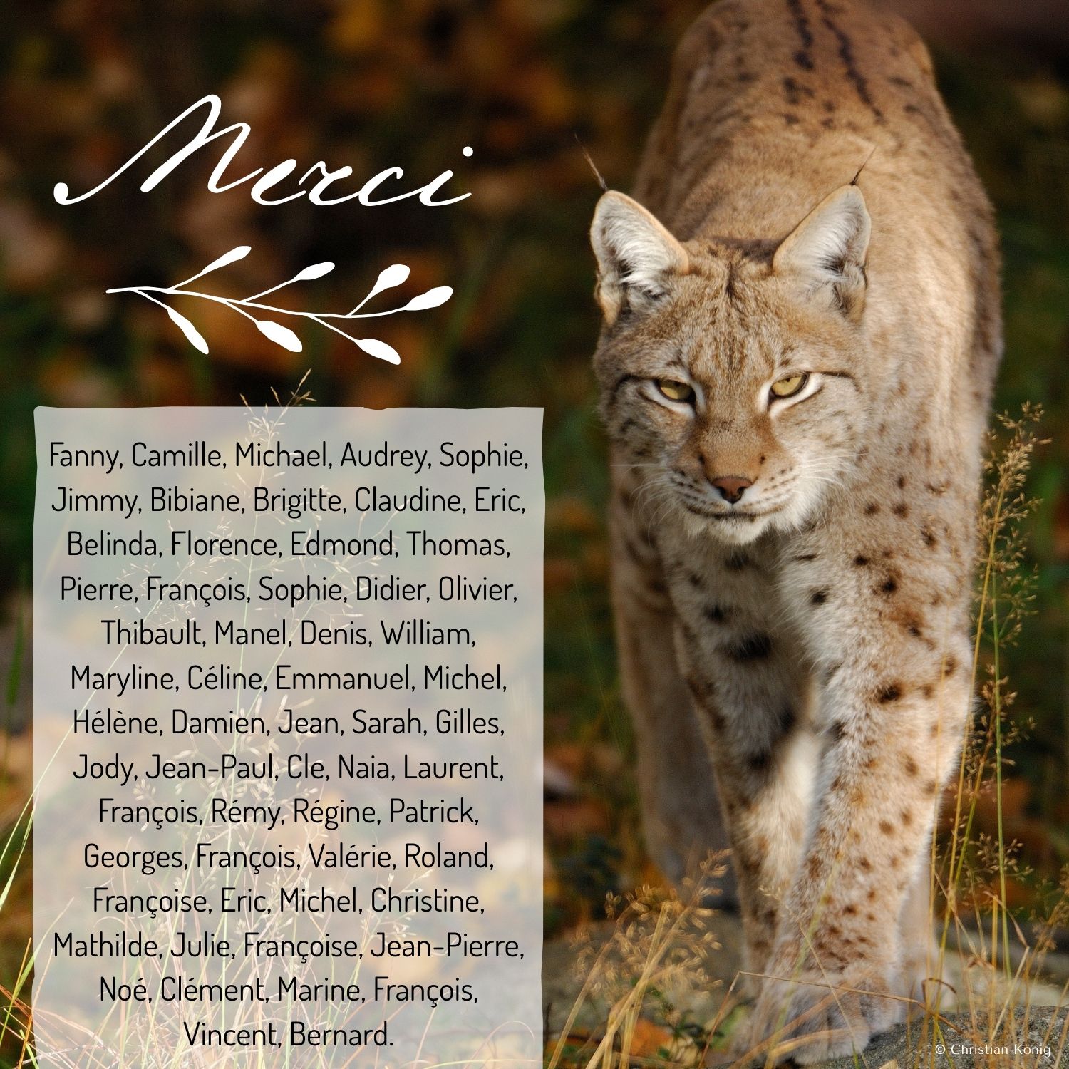 remerciements-OEILdeLYNX