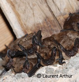 Sérotine chauve souris