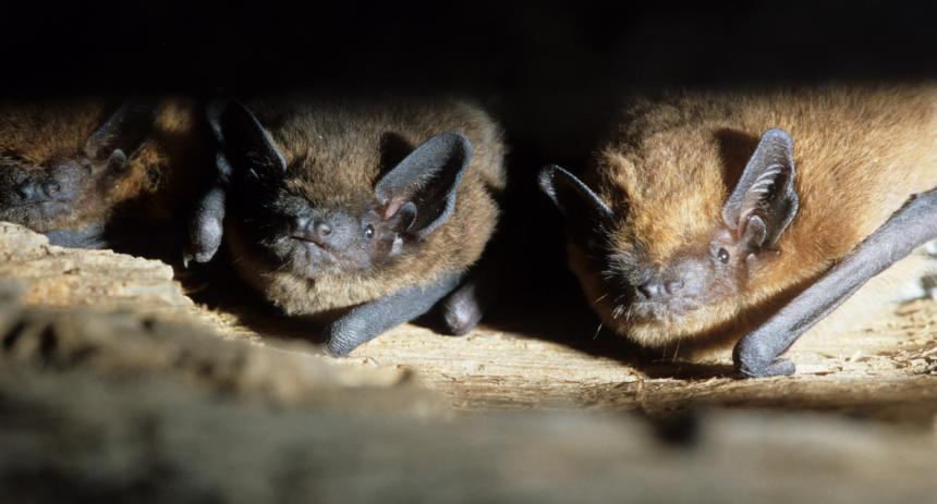 Pipistrelles communes © Laurent Arthur Pipistrelles communes © Laurent Arthur