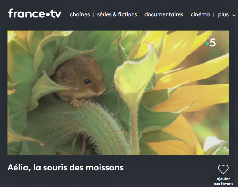 Aélia, la souris des moissons Aélia, la souris des moissons