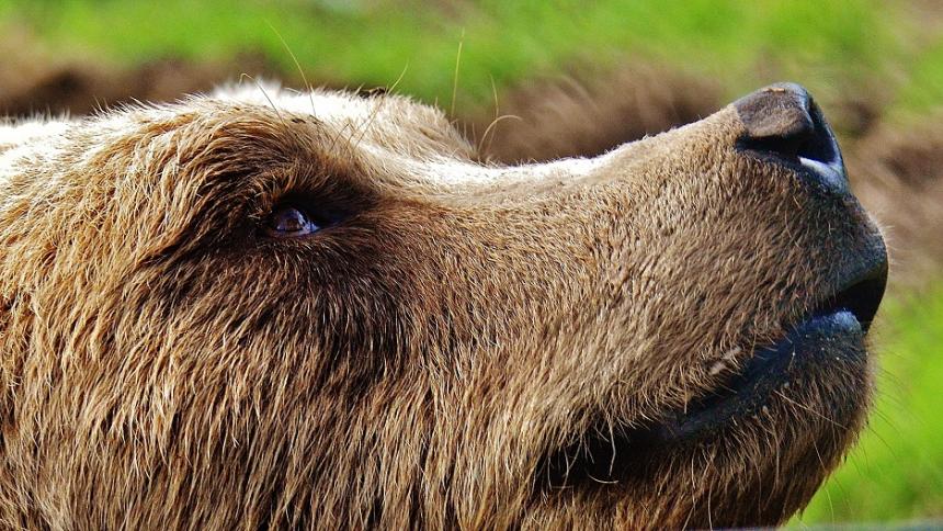 Ours brun - Alexas Fotos de Pixabay Ours brun - Alexas Fotos de Pixabay