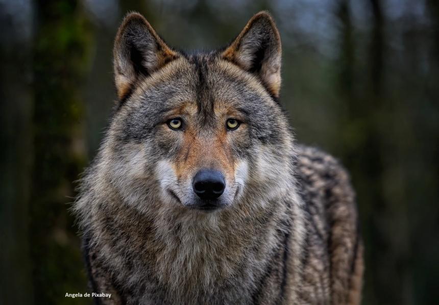 Loup - Angela de Pixabay