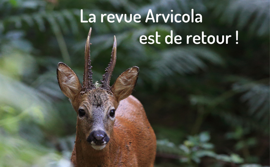 Chevreuil - Denis Avondes Chevreuil - Denis Avondes