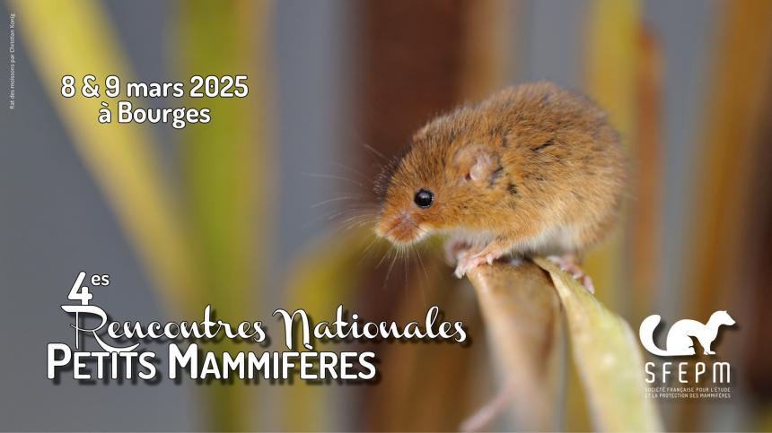 4RNPM - Rat des moissons © Christian König
