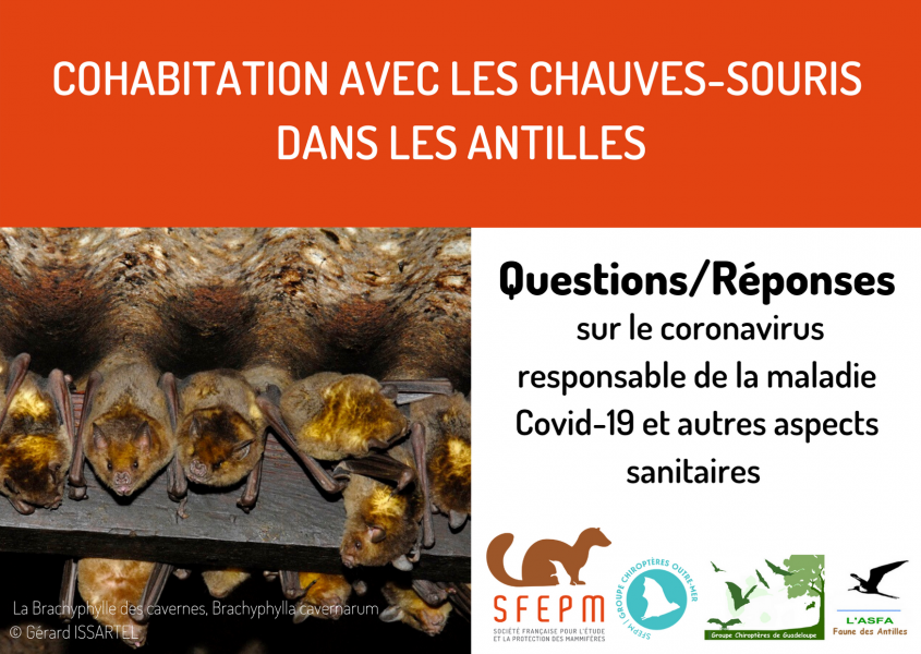 Cohabiter avec les chauves-souris dans les Antilles Cohabiter avec les chauves-souris dans les Antilles