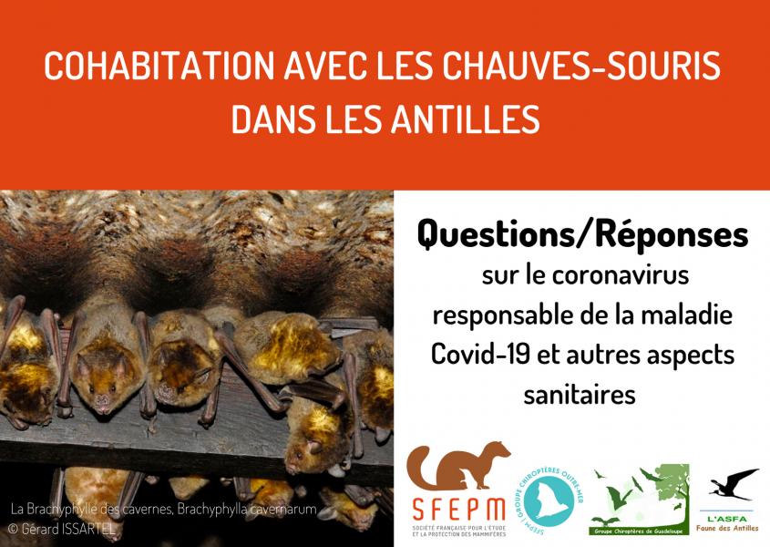 Cohabiter avec les chauves-souris dans les Antilles