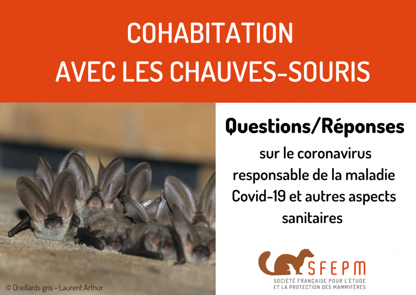 Chauves-souris & Covid-19 Chauves-souris & Covid-19