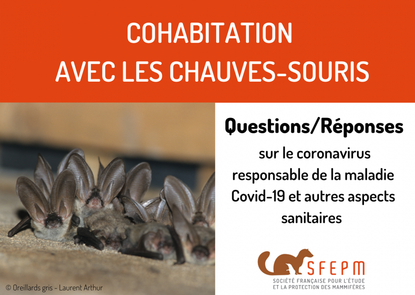 Coronavirus : la chauve-souris, perpétuel suspect