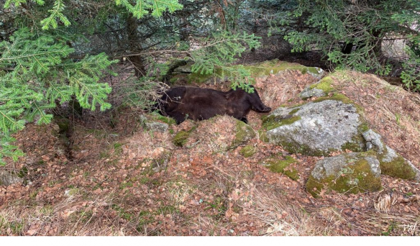 Découverte de Cachou. Photo : agents de l’environnement, Conseil général du Val d’Aran Découverte de Cachou. Photo : agents de l’environnement, Conseil général du Val d’Aran