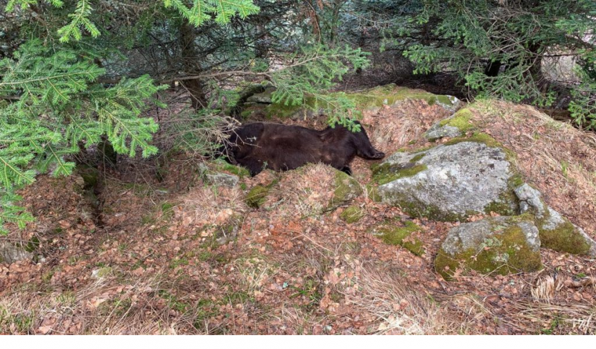 Découverte de Cachou. Photo : agents de l’environnement, Conseil général du Val d’Aran