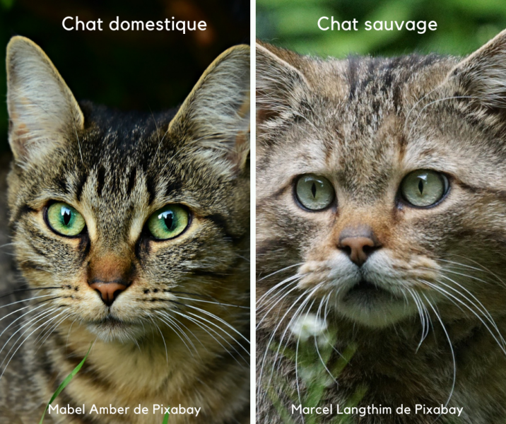 Chat domestique / Chat sauvage Chat domestique / Chat sauvage