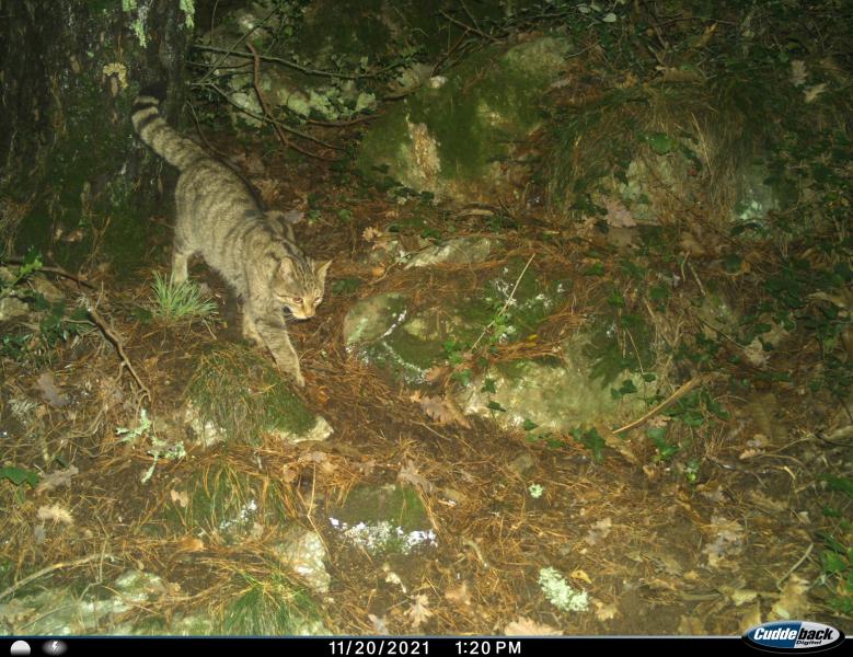 Chat forestier - Maxime BELAUD - Nature en Occitanie Chat forestier - Maxime BELAUD - Nature en Occitanie
