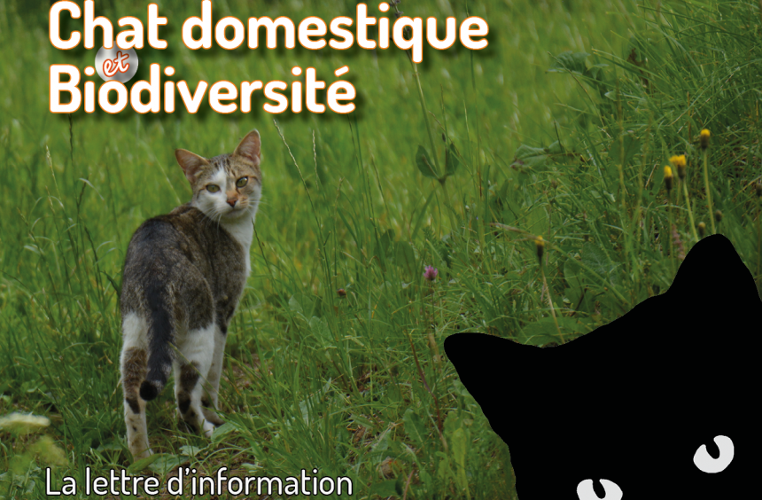 Lettre d'information Chat domestique et Biodiversité 11