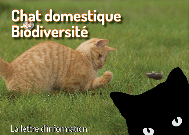 Chat chassant une musaraigne - Vincent Dedet Chat chassant une musaraigne - Vincent Dedet