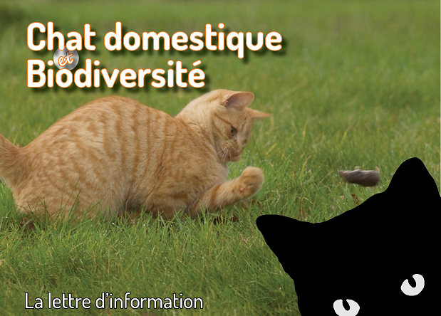 Chat chassant une musaraigne - Vincent Dedet