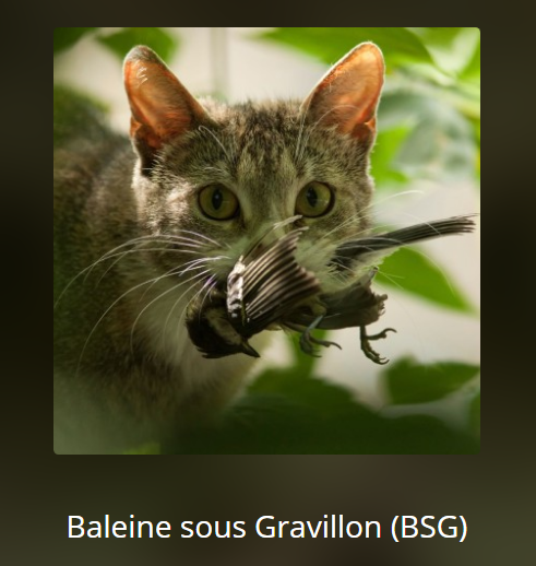 Podcast Chat - Baleine sous Gravillon