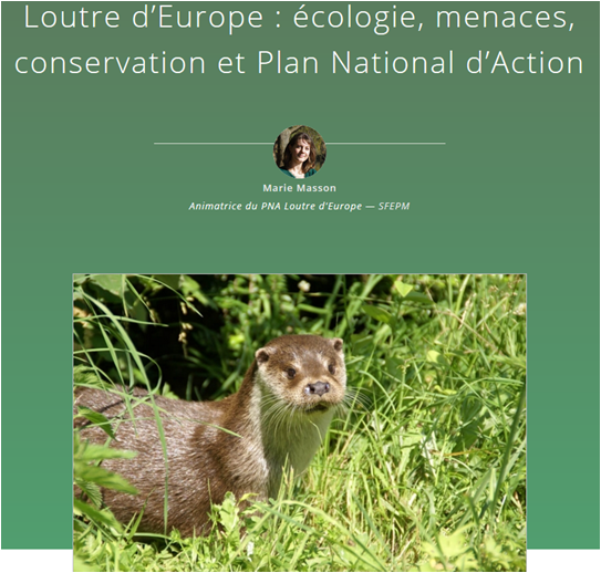Loutre d'Europe (site web Défi Ecologique)