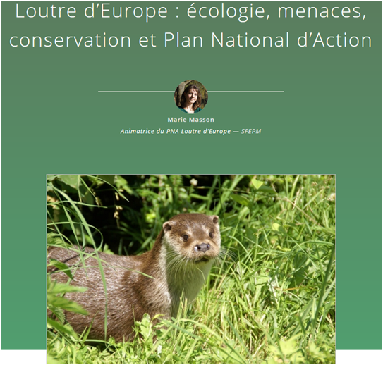 Loutre d'Europe (site web Défi Ecologique) Loutre d'Europe (site web Défi Ecologique)