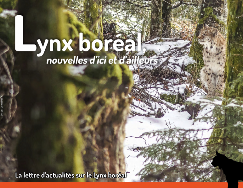 Lynx boréal - feuille d'actus n°4 - Photo © " Les Compères "