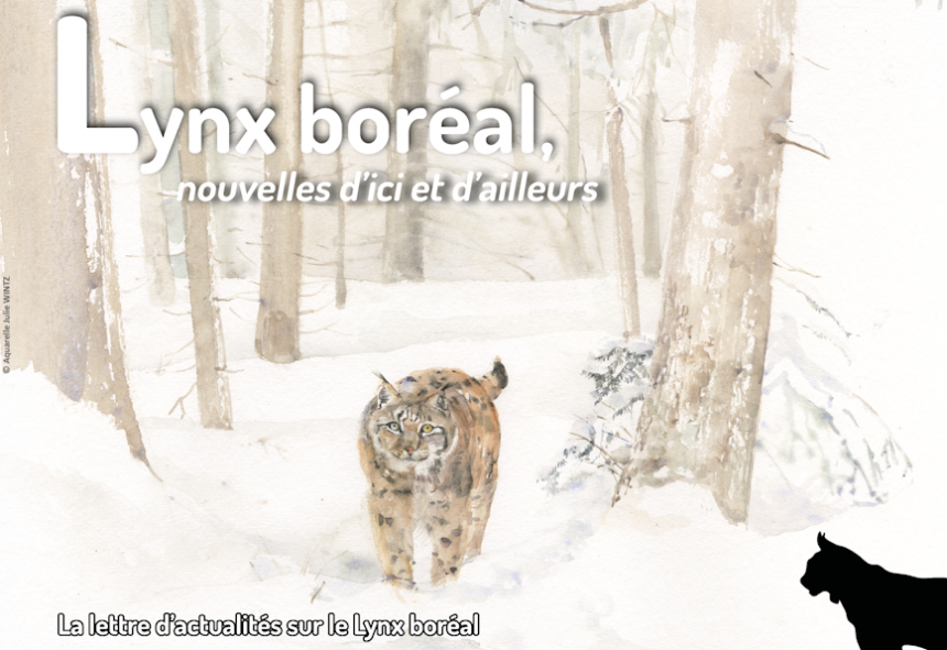 Lettre d'actualités "Lynx boréal, nouvelles d'ici et d'ailleurs"- n°16