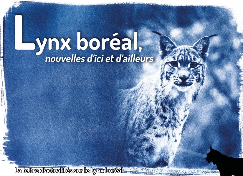 Lettre d'actualités "Lynx boréal, nouvelles d'ici et d'ailleurs"- n°17