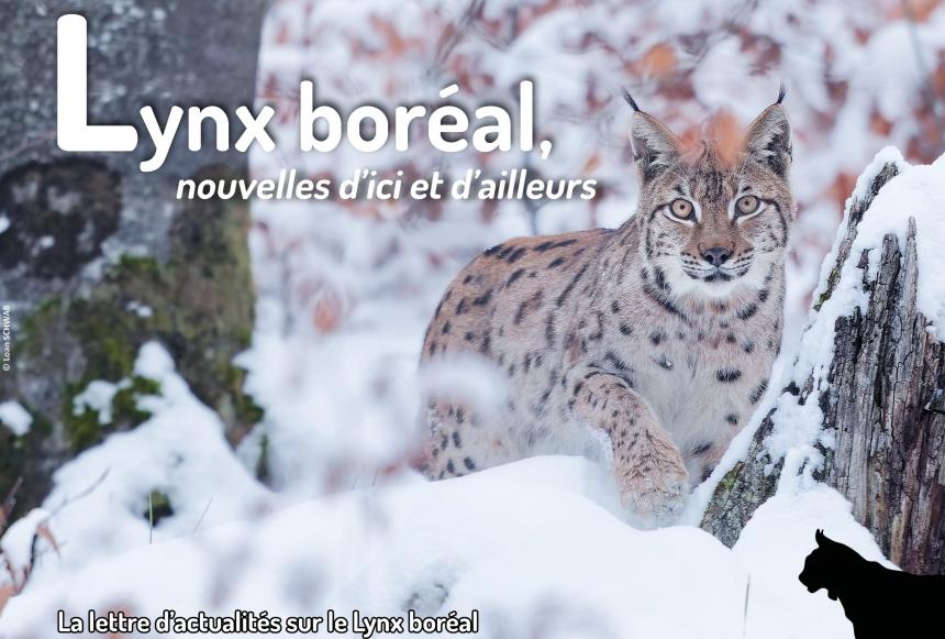 Feuille d'actus Lynx_20_janv2025-web