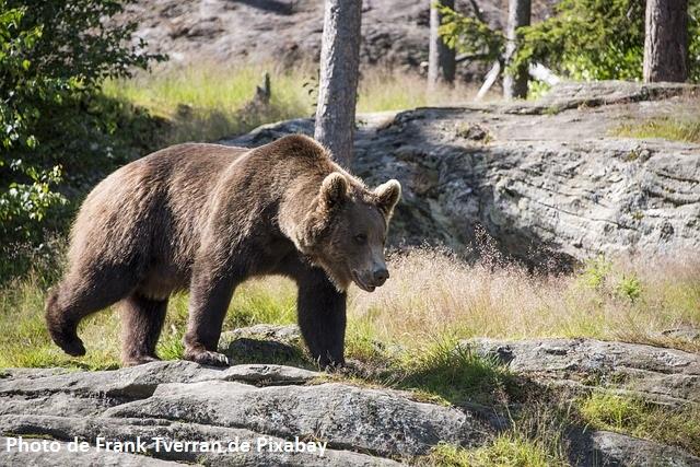 Ours - Frank Tverran de Pixabay Ours - Frank Tverran de Pixabay