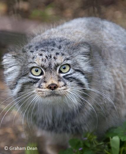 © Graham_Dean_Octocolobus_manul © Graham_Dean_Octocolobus_manul