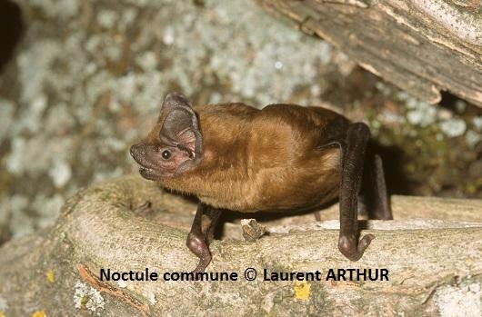 Noctule commune - Laurent Arthur Noctule commune - Laurent Arthur