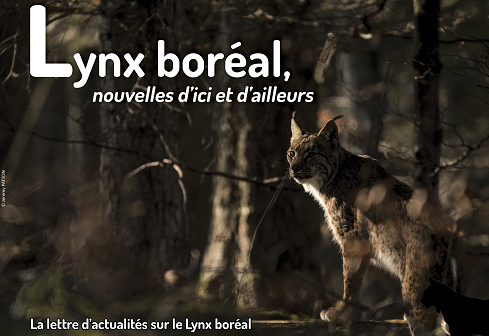 Lettre_Actualite_Lynx_SFEPM_Jeremy_PATTON