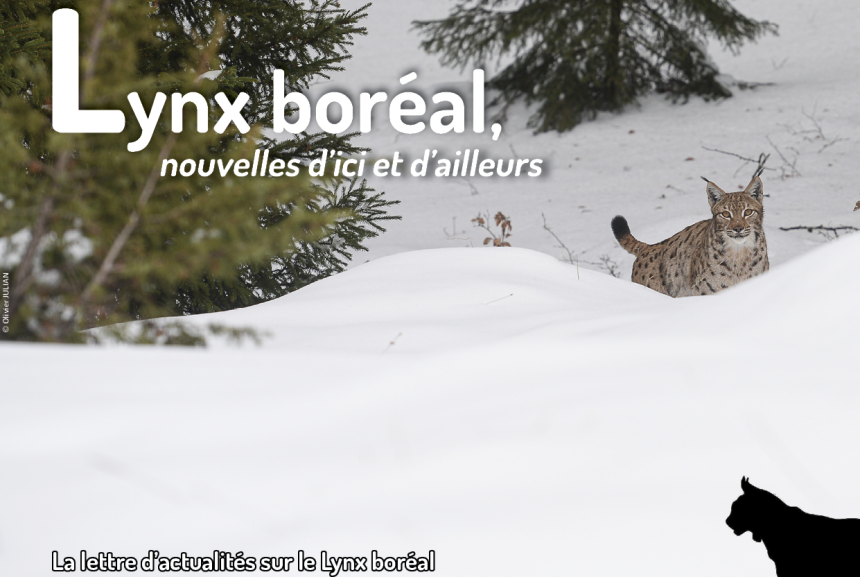 Lettre d'actualités "Lynx boréal, nouvelles d'ici et d'ailleurs"- n°12
