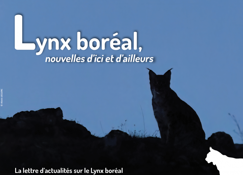 Lettre d'actualités "Lynx boréal, nouvelles d'ici et d'ailleurs"- n°14