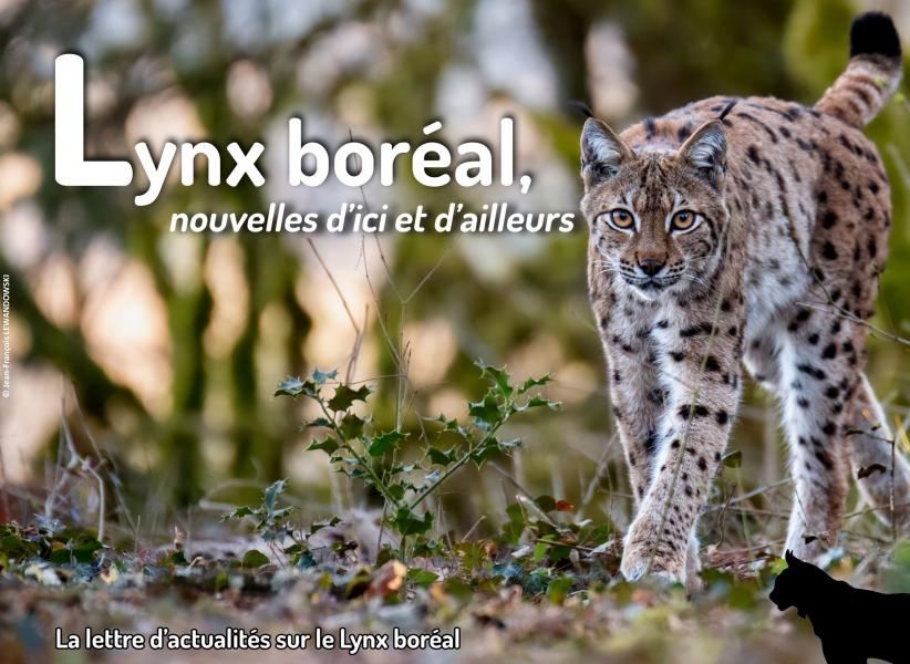 Lettre_Actus_Lynx_22_juin2025_SFEPM_vignette
