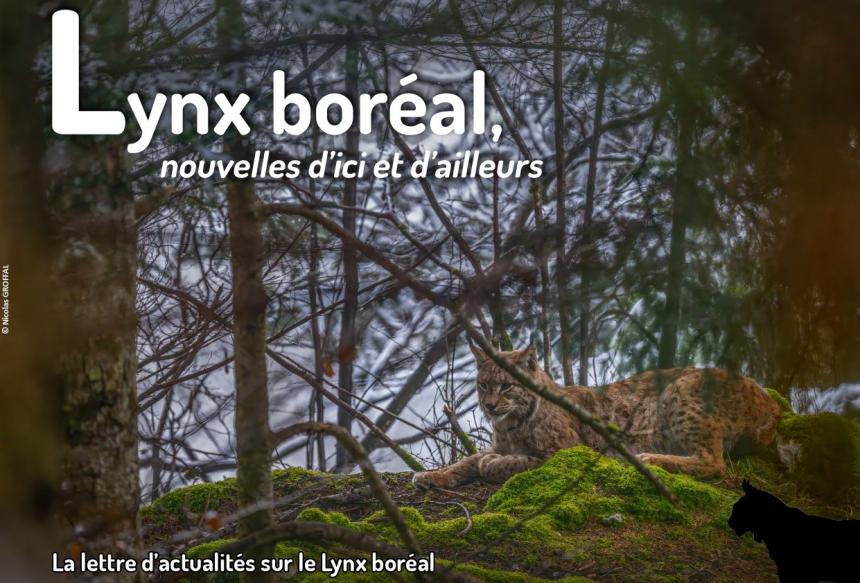 Lettre_Actus_Lynx_24_dec2025_SFEPM_vignette